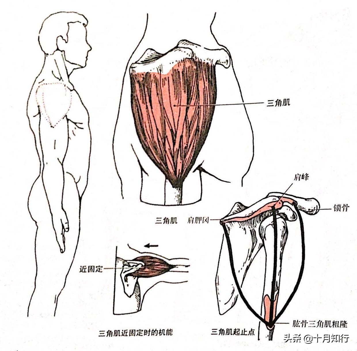 如何打造寬厚肩膀，了解三角肌進行針對性的訓練，把肩練寬練飽滿