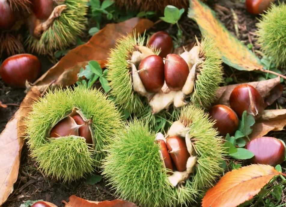 保存板栗，有人直接急冻，有人煮熟急冻，教你正确做法，特别新鲜