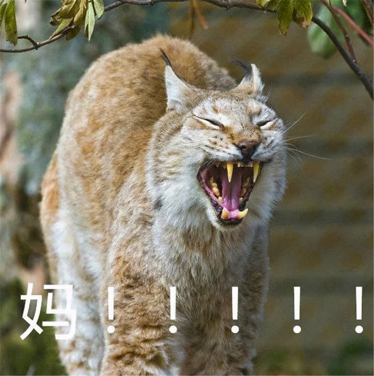 学生吐槽高考前后伙食反差大，考前熊猫考后狗熊，母爱如水土流失