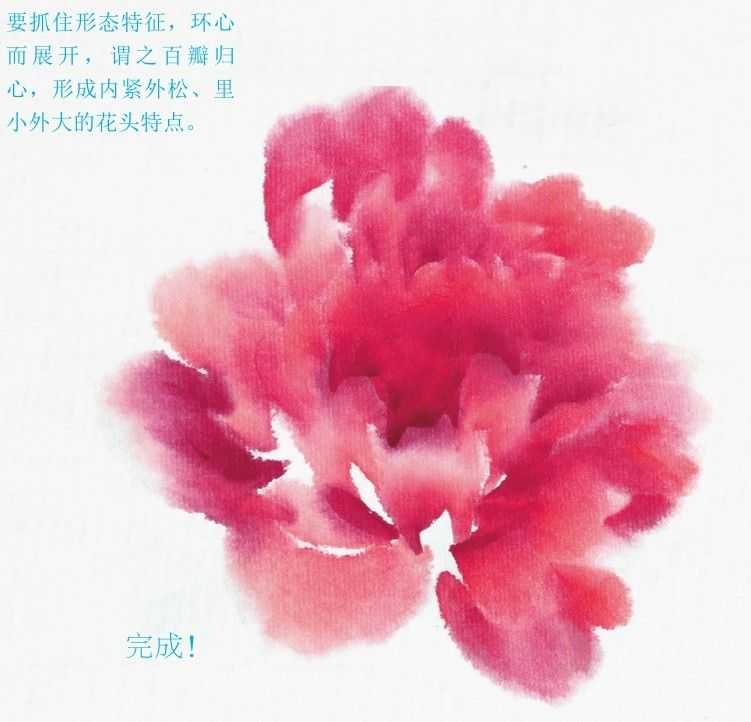 不同颜色牡丹怎么画？3种牡丹图解教你画，适合0基础学习，收藏