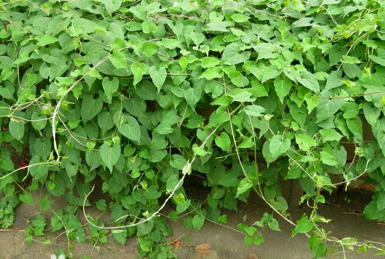 石缝中一种"杂草",枝条爱攀援,地下根茎是珍品,不比人参差