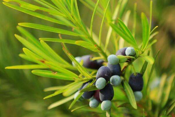 常见的10种裸子植物（生活中的裸子植物大盘点）