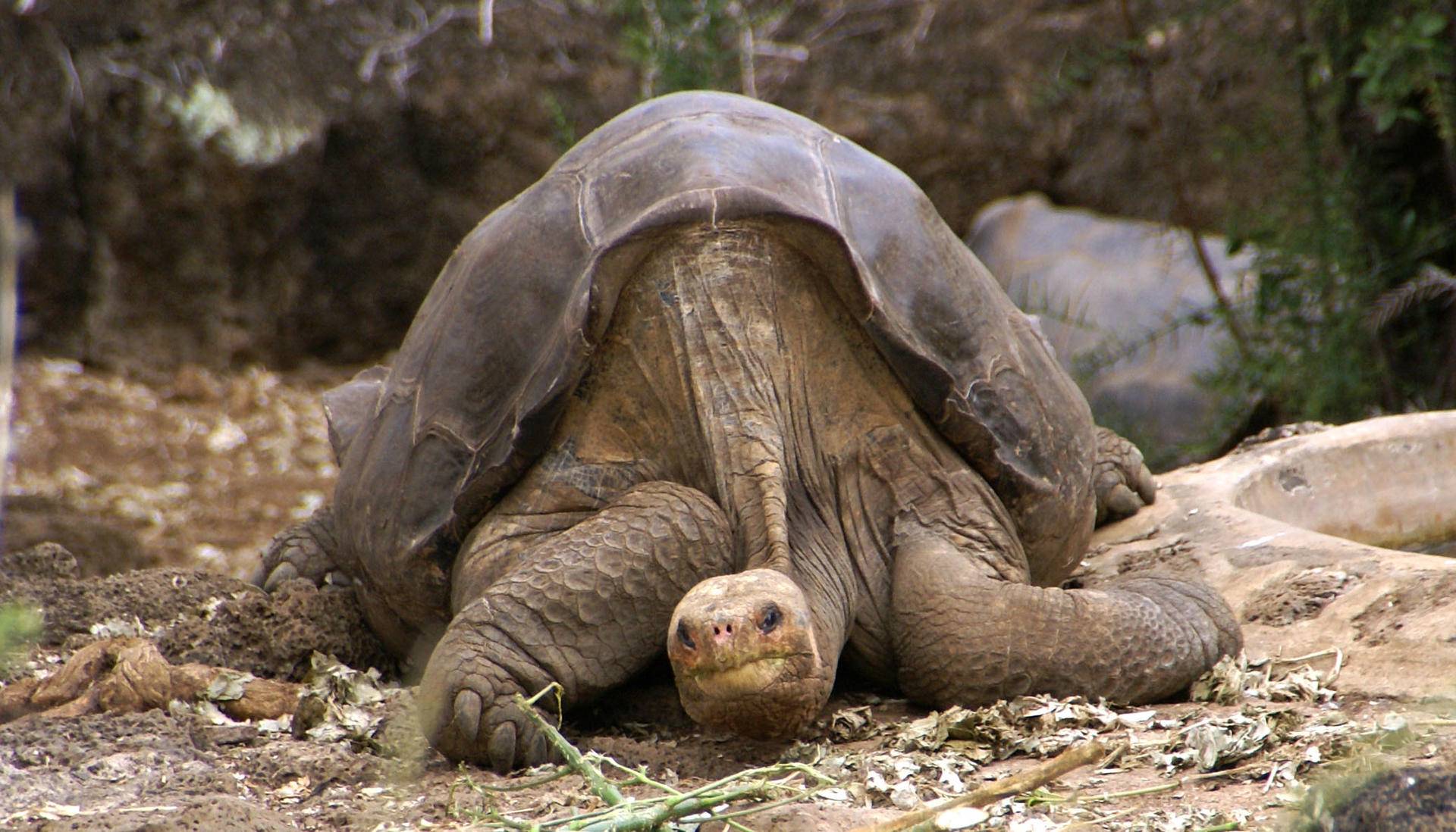世界仅存1只的平塔岛象龟，连交配都讨厌，灭绝后却峰回路转