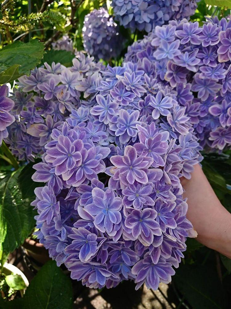 新老枝都能开的5种绣球花,从春开到秋,太优秀了