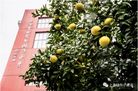 火爆！上海“世外系”今年民办统招全部超额！开一所火一所