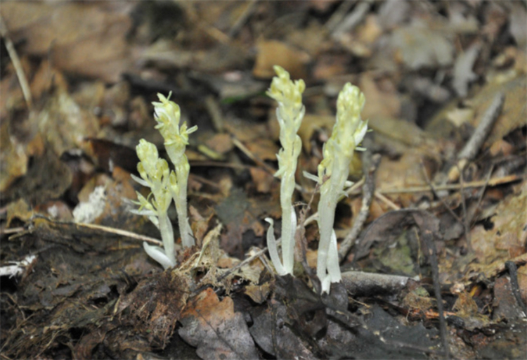 地生兰属于哪种兰花（教你两万种的兰花分成三类）