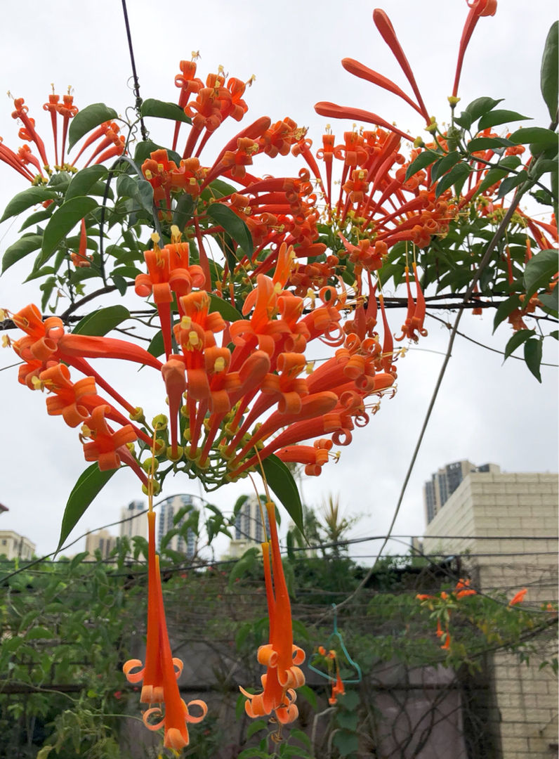 冬天养棵炮仗花,满房顶都是花,喜庆吉祥好寓意