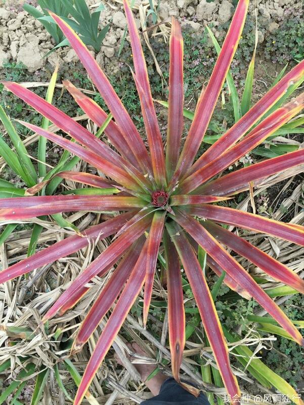 凤梨花叶子发黄问题（凤梨花的养护方法大全）