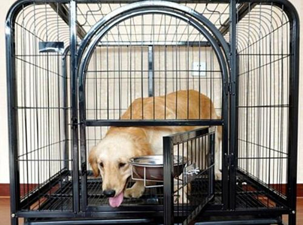 笼养狗狗看似挺残酷，其中却有很多优点，关键在于笼子的选择