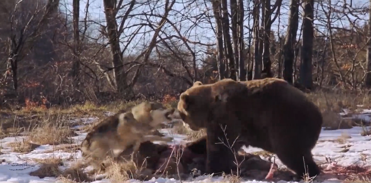 棕熊从狼王嘴里夺食，狼王反击，却被棕熊一掌拍死
