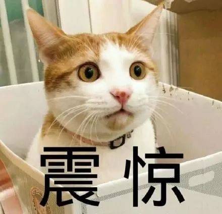 辟谣：请理性看待猫咪“绝育”，不要把绝育神圣化