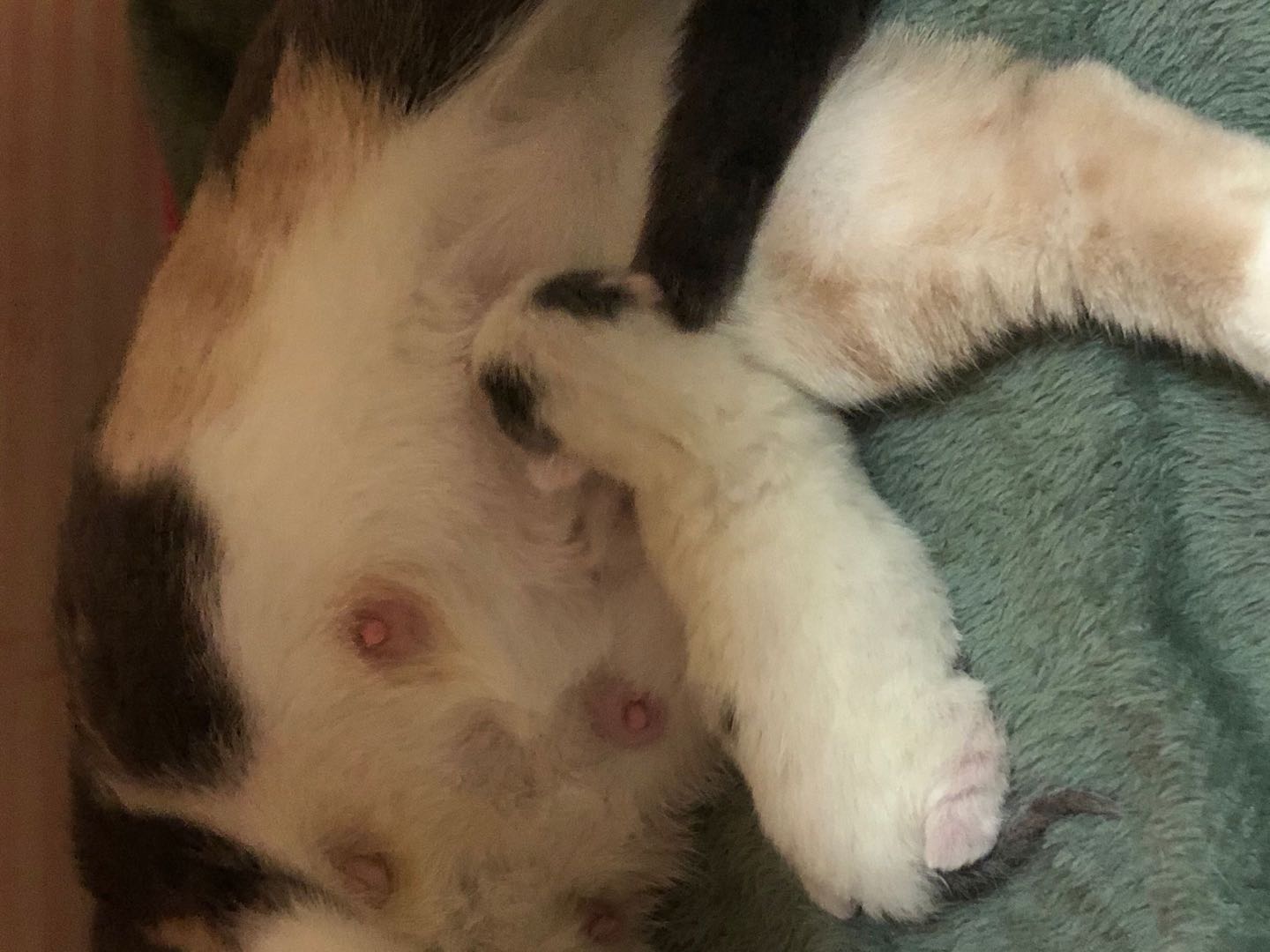 真的会有不会踩奶的猫吗？小猫咪踩奶的7种情况，主人快来了解