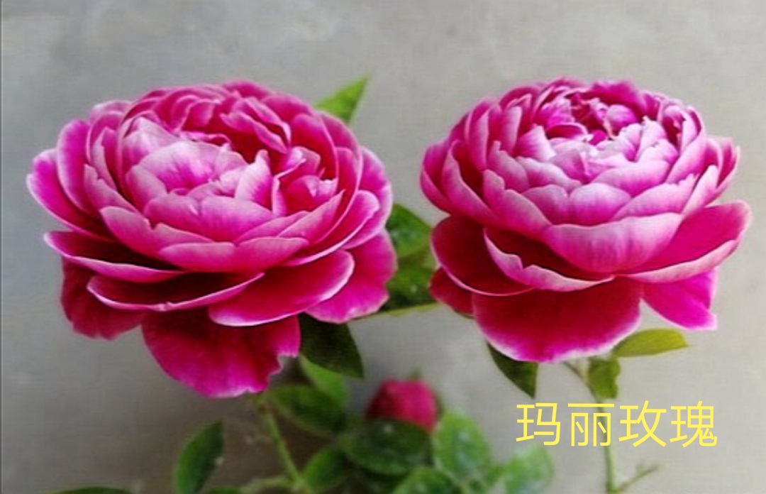 茶花女月季图片大全（常见切花月季品种一览）