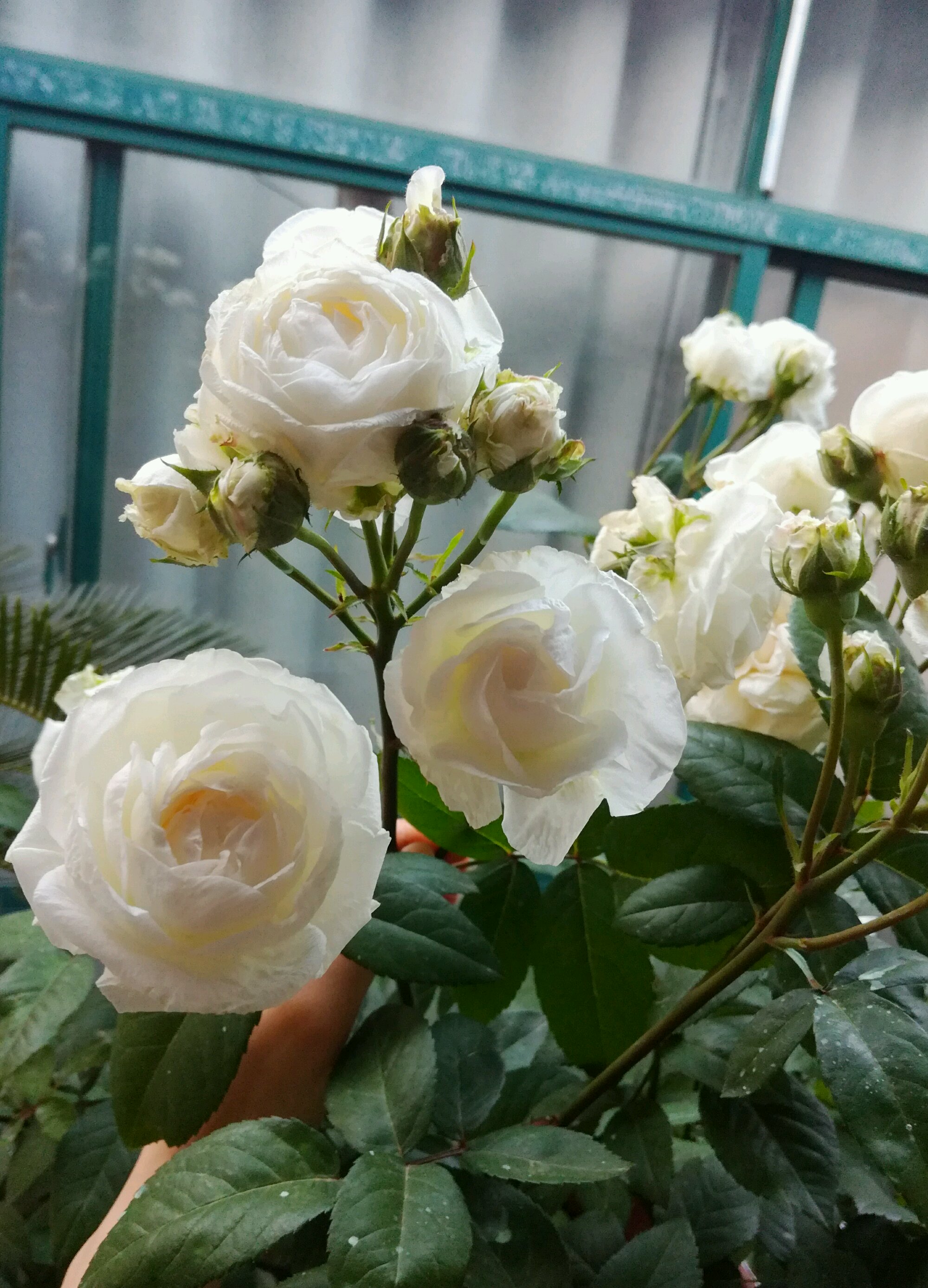 粉妆楼月季花怎么养比较好科普