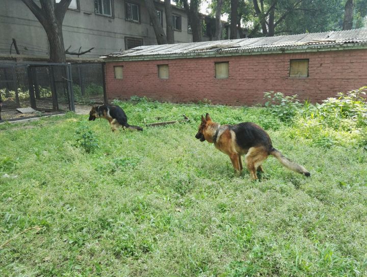 大学奇葩专业大汇总！母猪的产后护理简直弱爆了