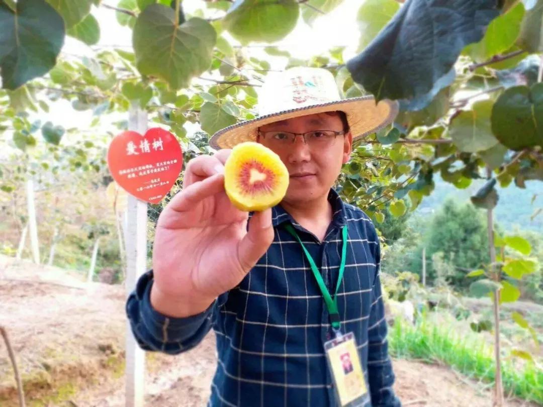 王中王，红阳红心猕猴桃，10块一个？食药价值极高，6种养生吃法