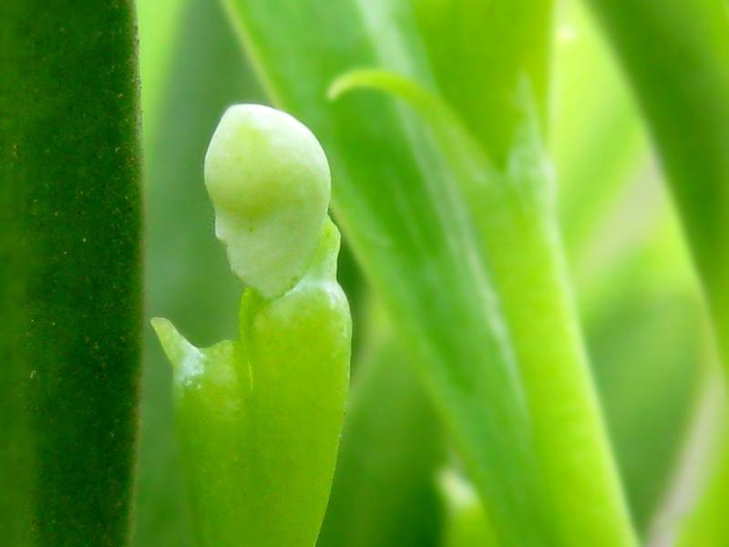 常见的10种裸子植物（生活中的裸子植物大盘点）