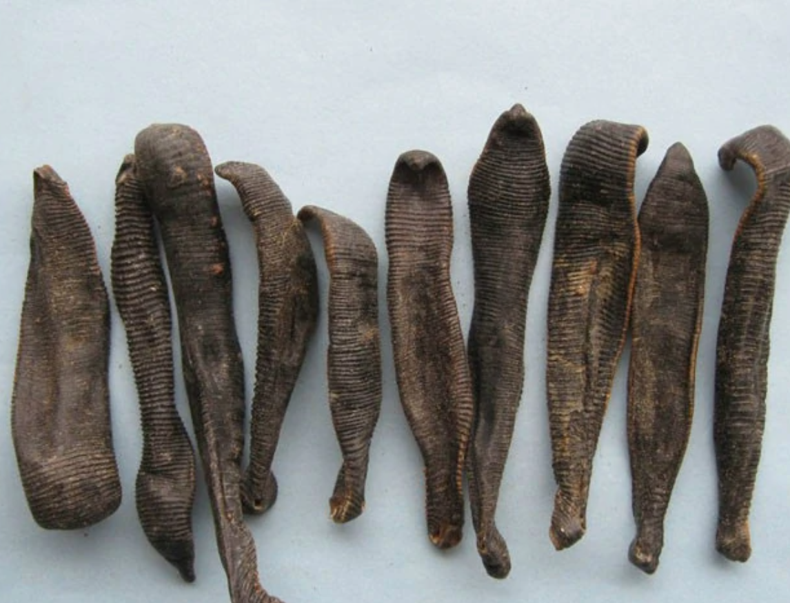 小吴书记一亩3个大棚投8万养蚂蟥,晒干800元1斤,为啥农民不愿养