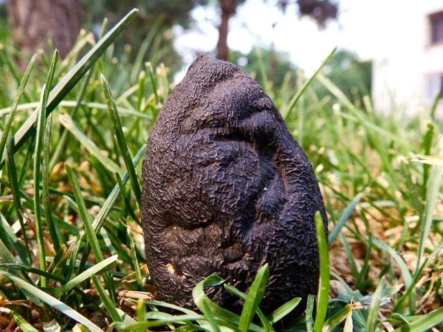 治疗更年期综合征的中成药