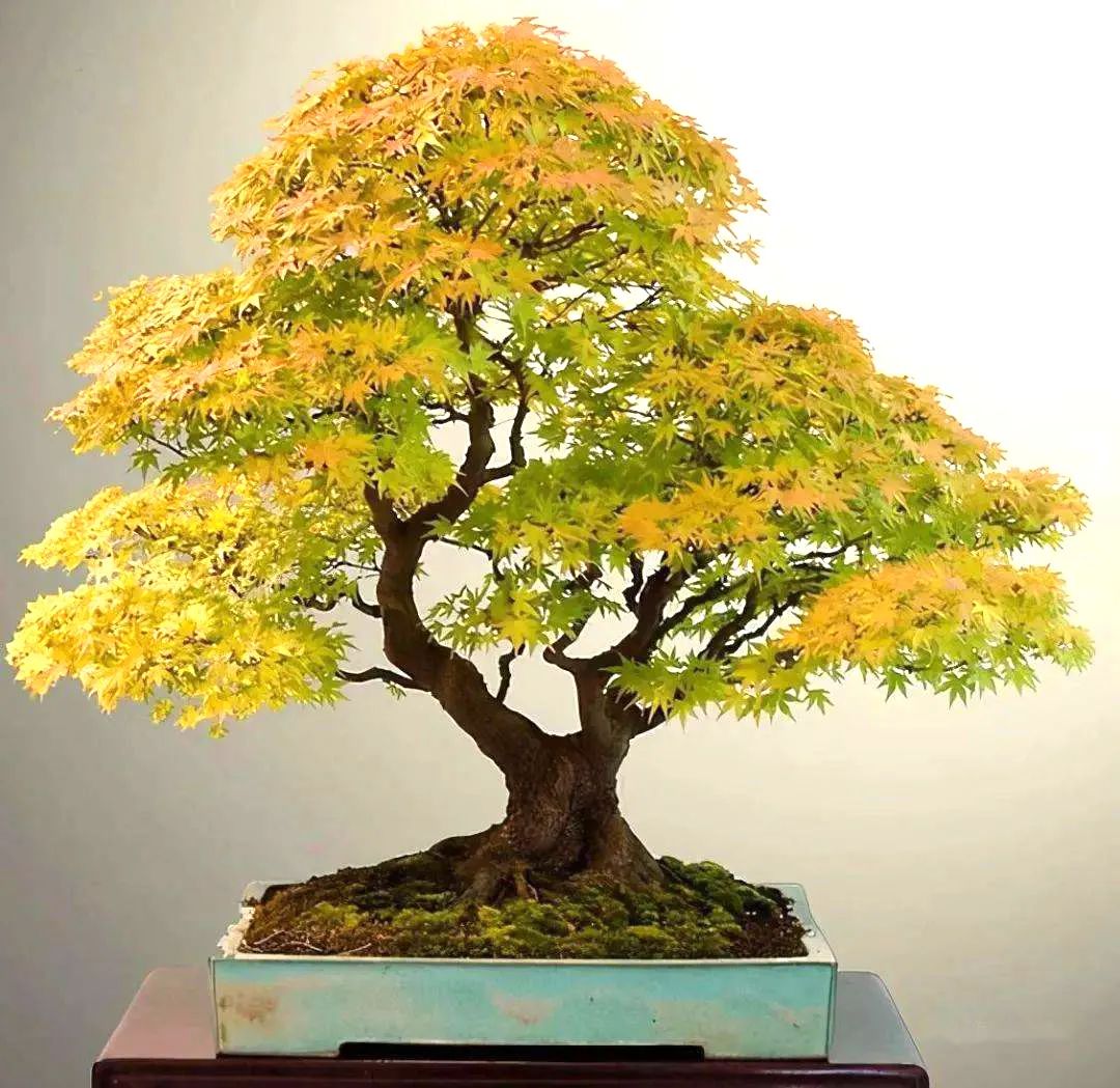 从繁殖到造型,在开启三角枫盆景制作过程中感受缤纷世界