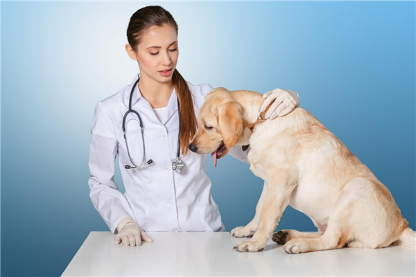 宠物医院加盟10大品牌排行榜 贝贝康宠物医院上榜设备先进