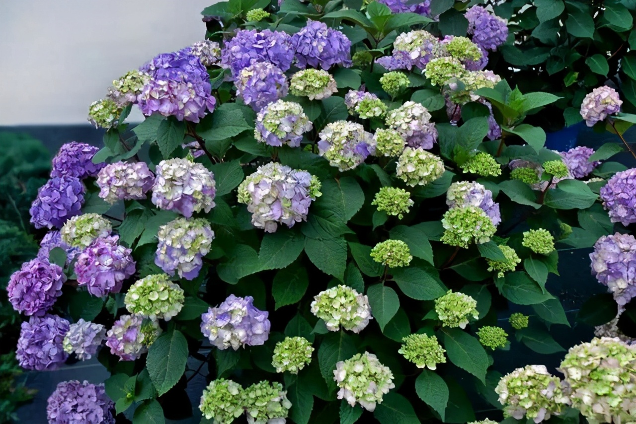 无尽夏图片(无尽夏是绣球花里当之无愧的) - 赤虎壹号