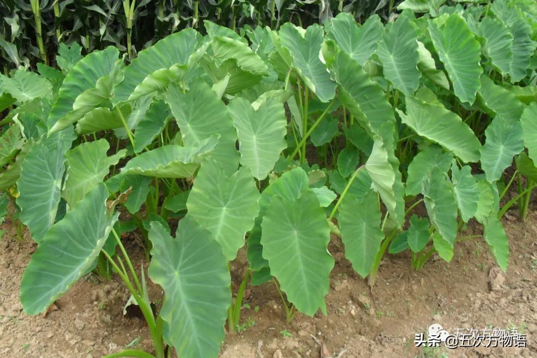 图2.1 芋图2.2 台湾的水芋田图2.