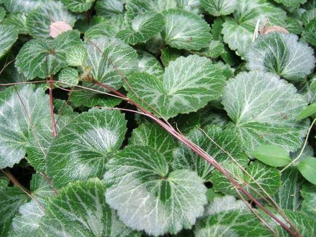 治咳嗽的中药有哪些 什么东西治咳嗽最好_办公常识_办公百科网