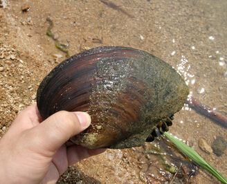 河蚌吃什么食物（河蚌的养殖技术详细介绍）