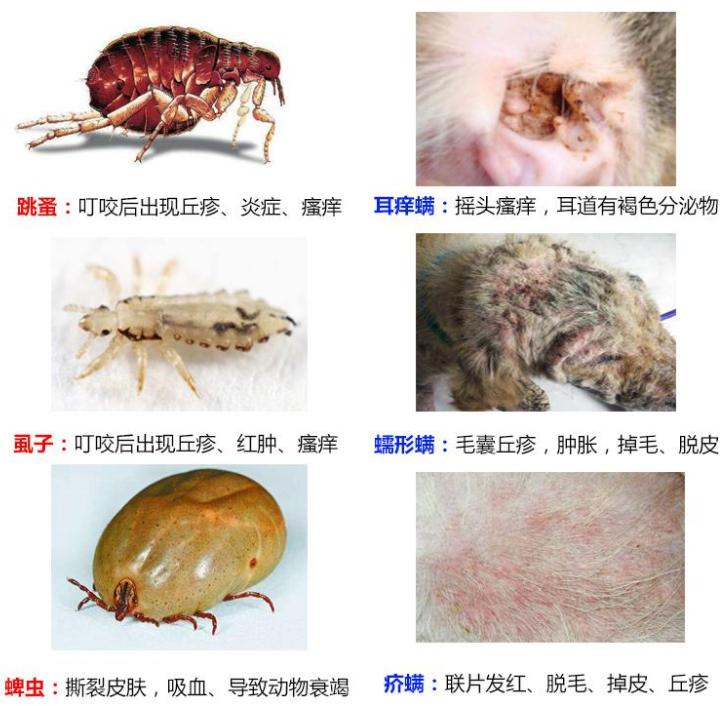 宠物怎么驱虫，狗狗驱虫的办法