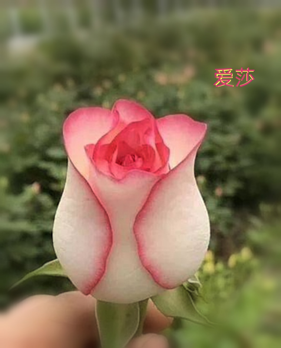 茶花女月季图片大全（常见切花月季品种一览）