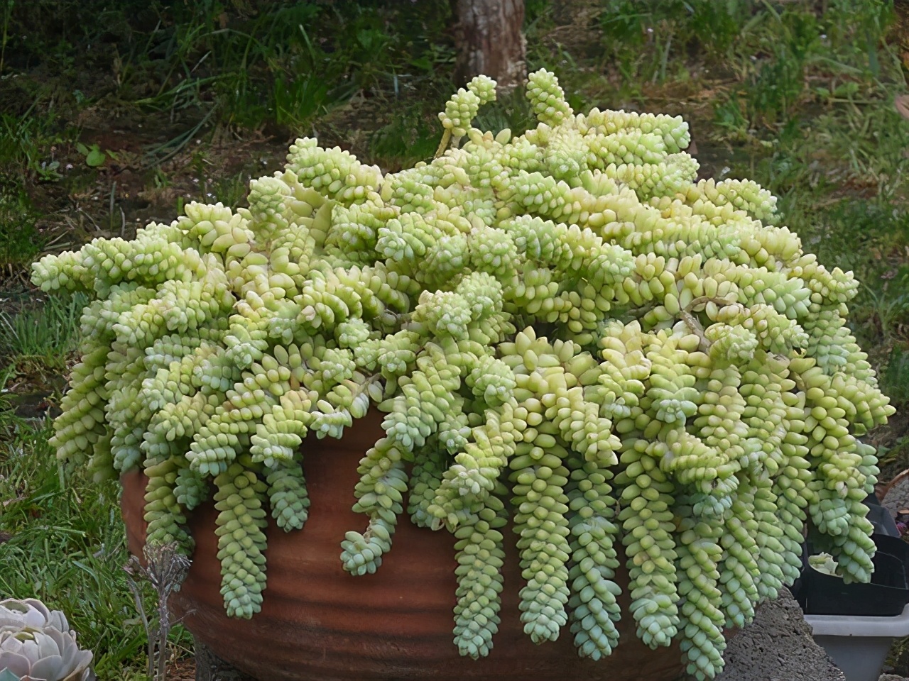 长软刺的多肉叫什么-花卉知识网