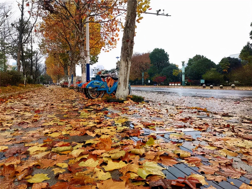 散文:城市的落叶