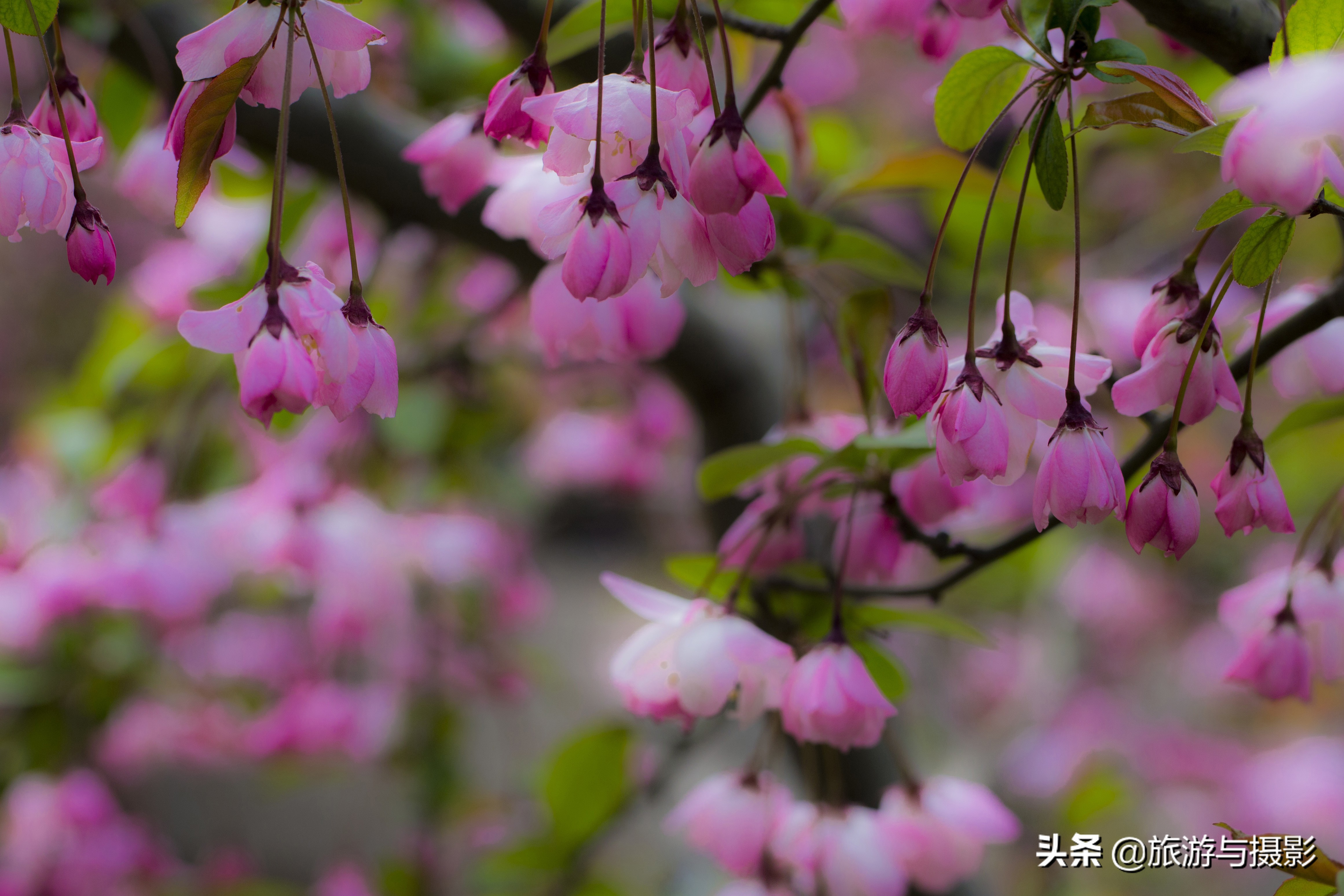 海棠花古诗美图38首