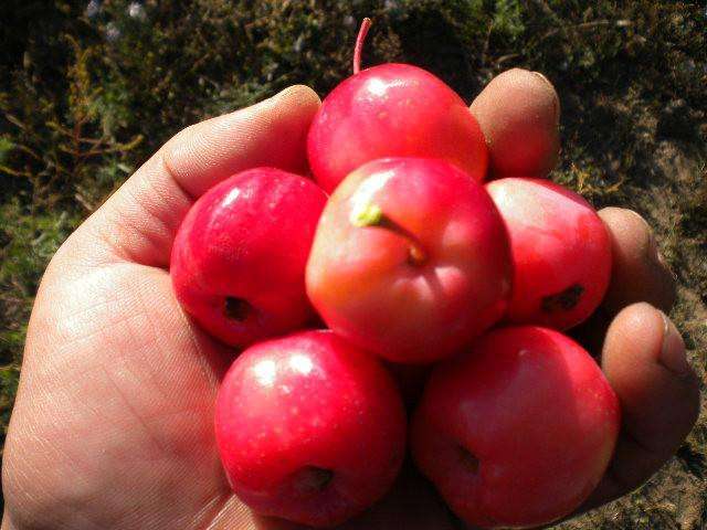 野外1种树,果实像"山楂",小时候见到就摘,现在已经不多见
