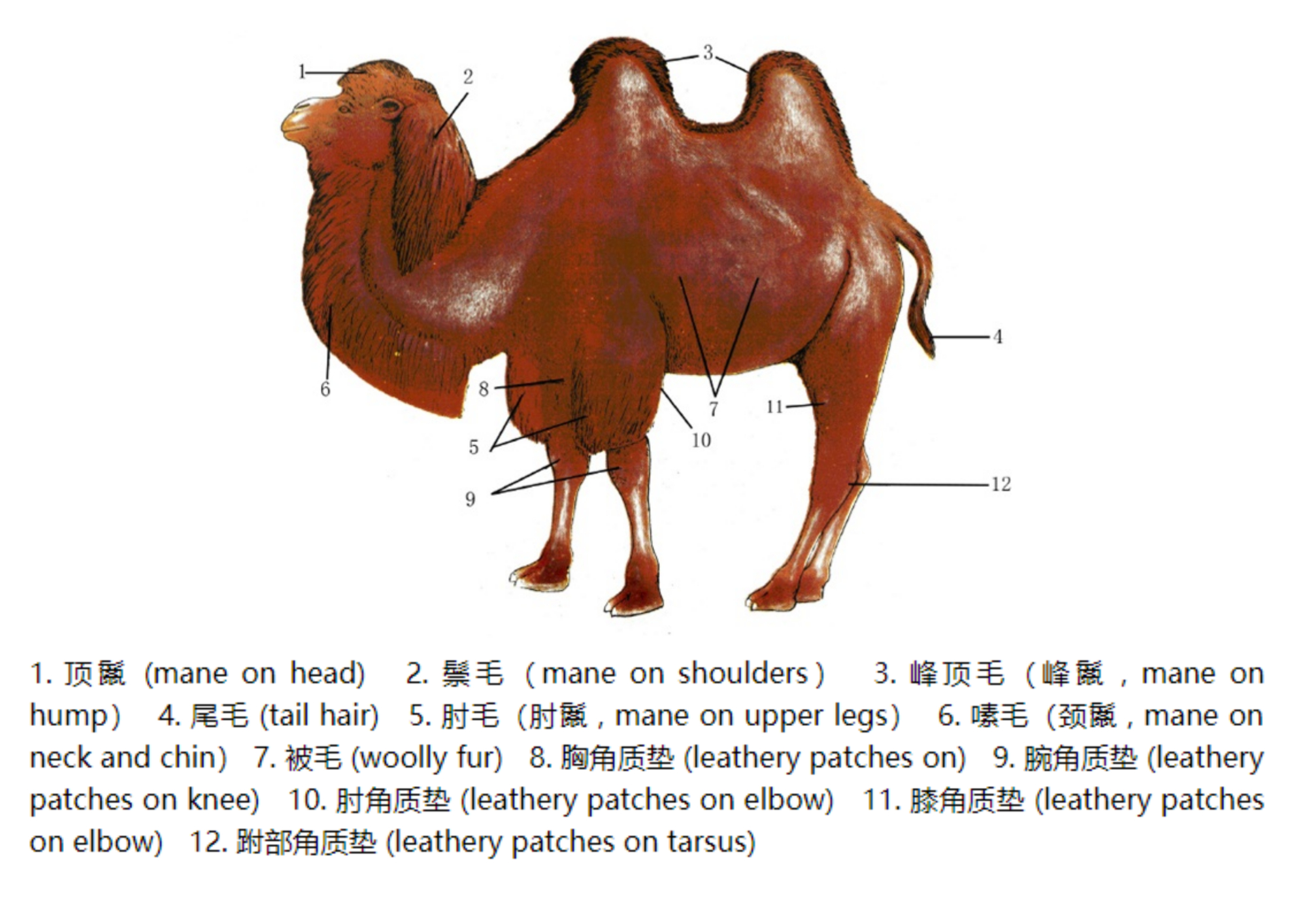 骆驼的口腔结构图片