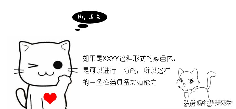 三十万只猫中才有可能出现一只三色公猫，难怪它能被卖到130万元