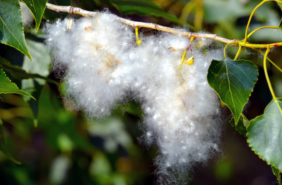 柳絮是柳树的种子还是柳树的花(杨絮与柳絮的区别)