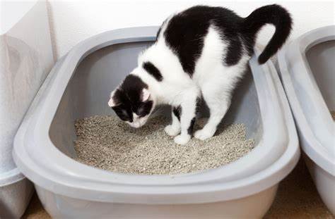 猫咪便血是怎么回事，又是什么导致的？