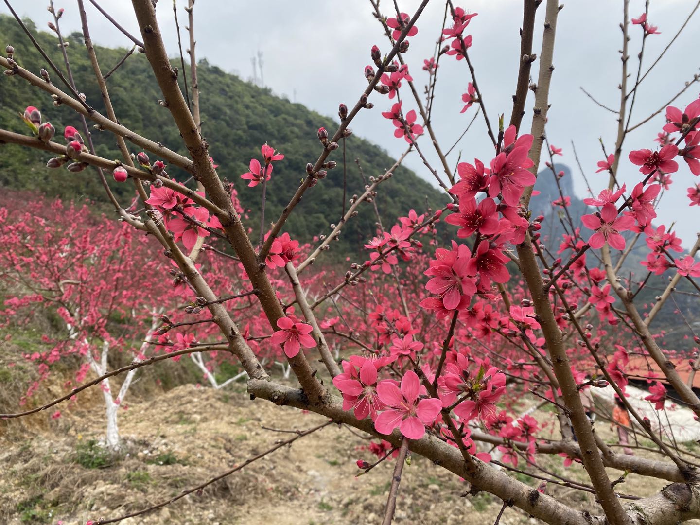 马山鹰嘴桃｜桃花与云海相伴，美如画卷