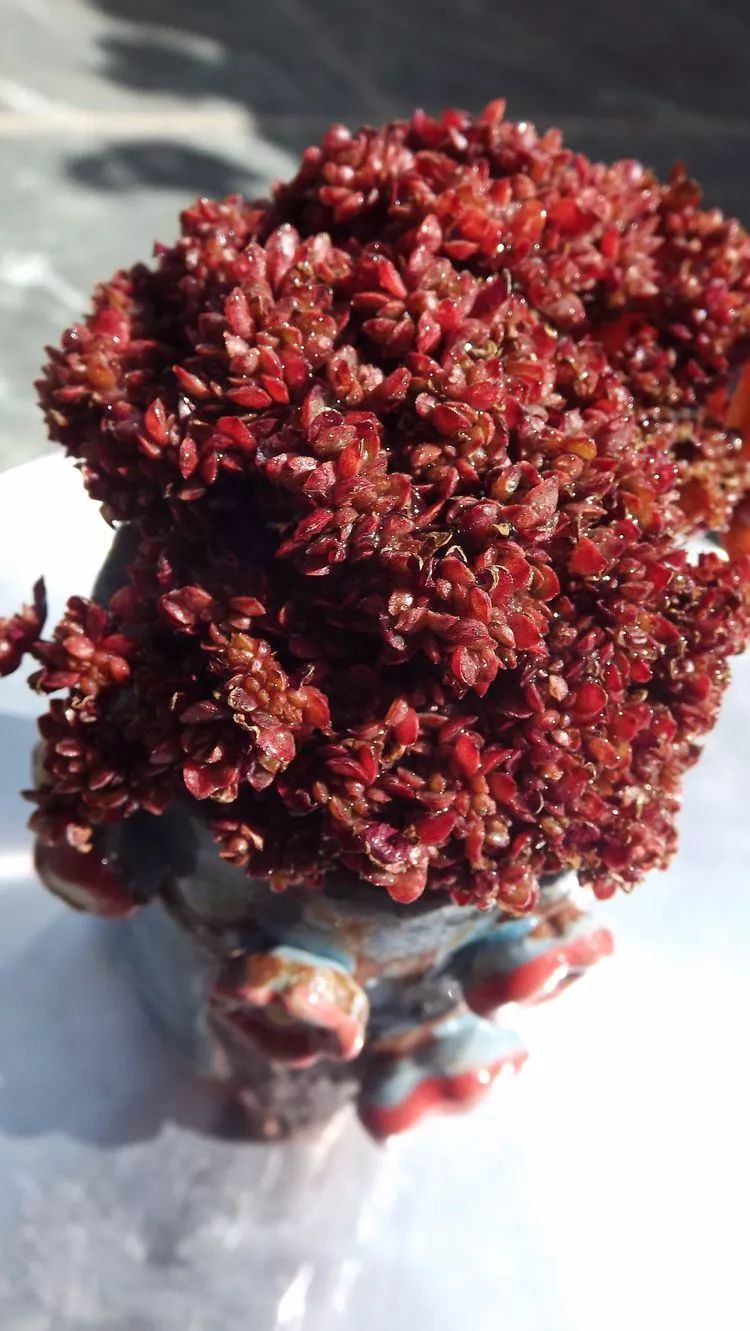 爱机车，爱多肉，宝妈花姐的诗和远方