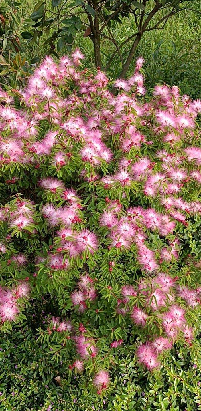 花种类介绍大全（常见花图文并茂非常详细）
