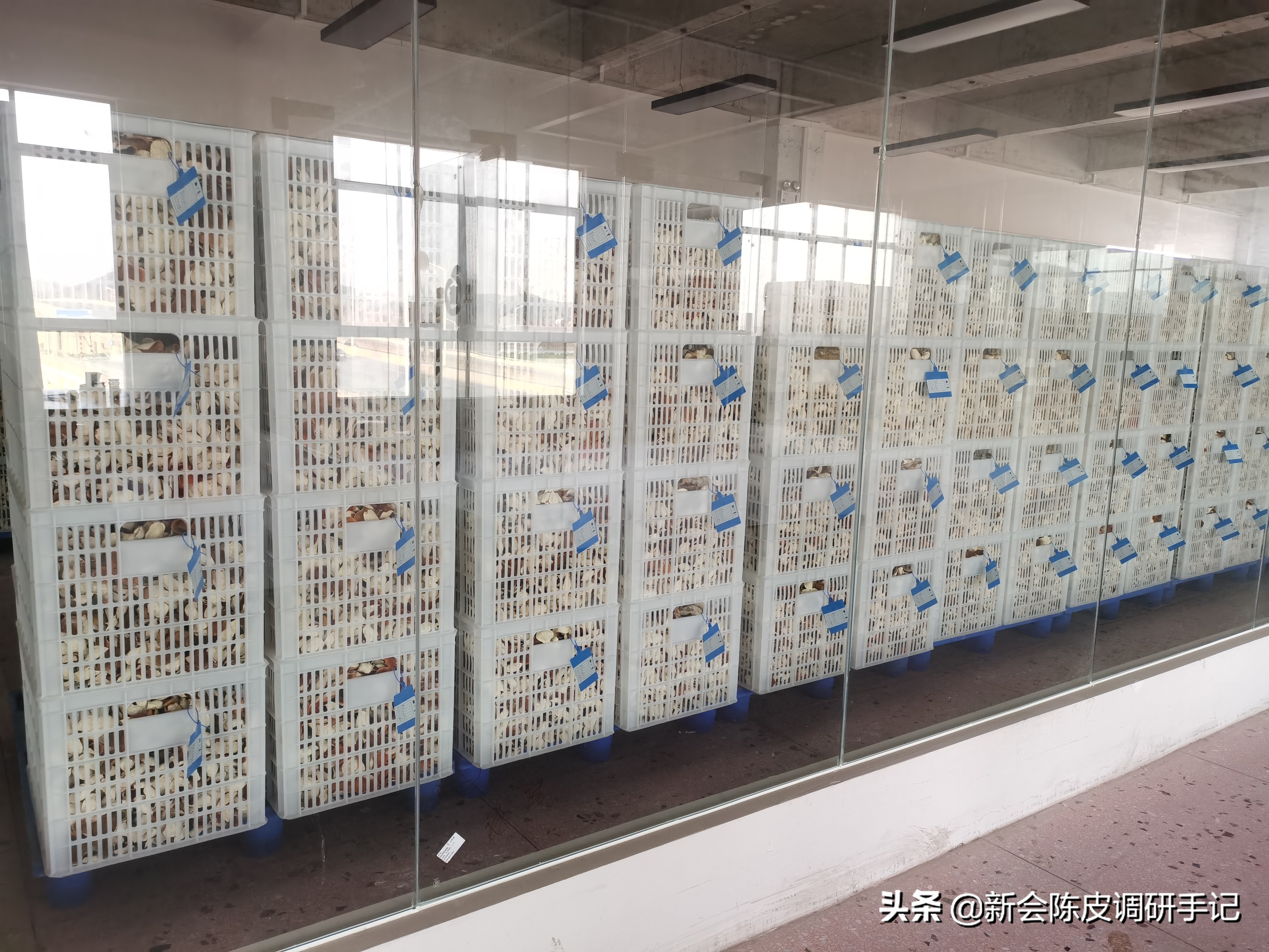 新会陈皮：花蕾才谢，果才挂稳，但“预订柑价”已比去年涨3倍？