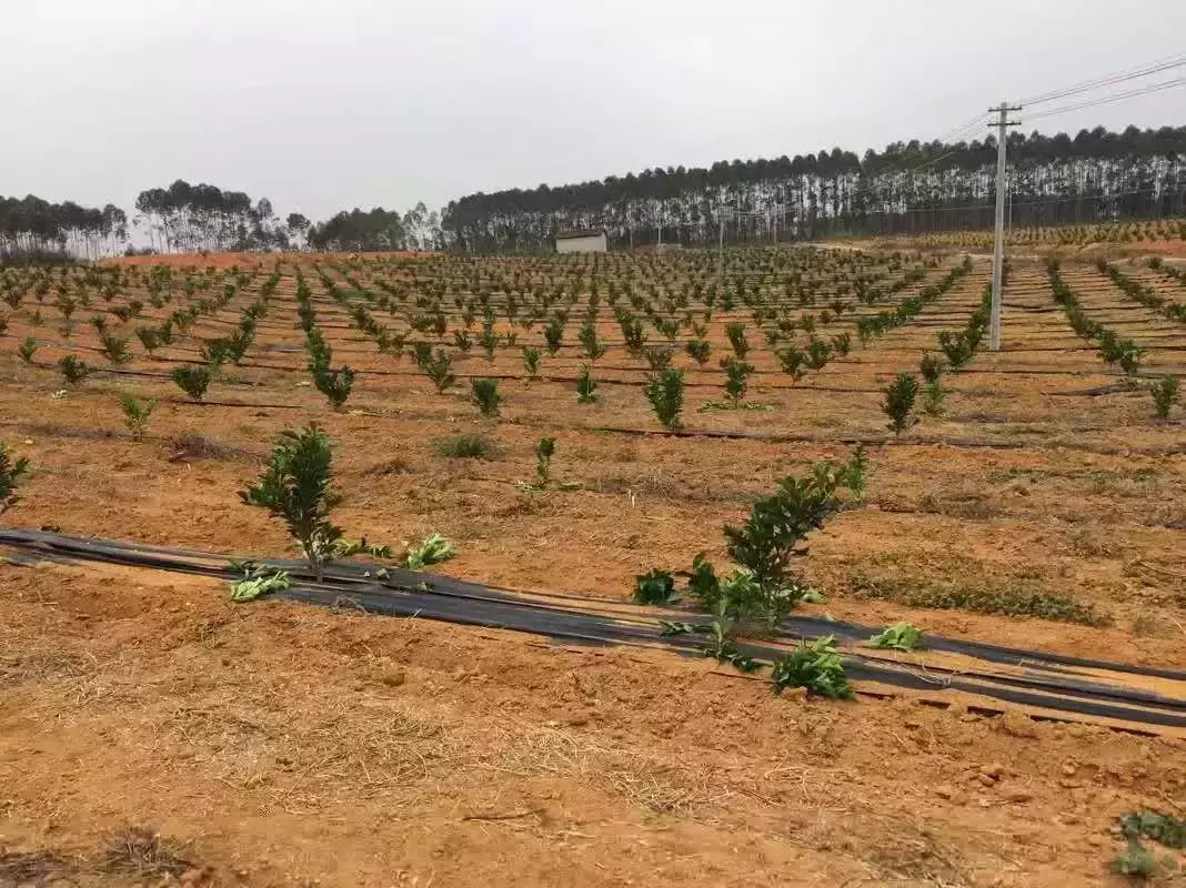 武鸣沃柑最贵那年，他为何逆势种红江橙？差异化才是生存之道！