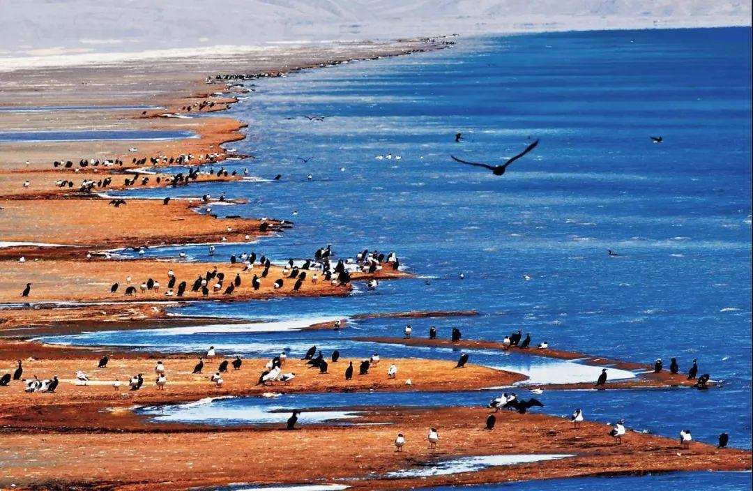 湟魚,鰉魚