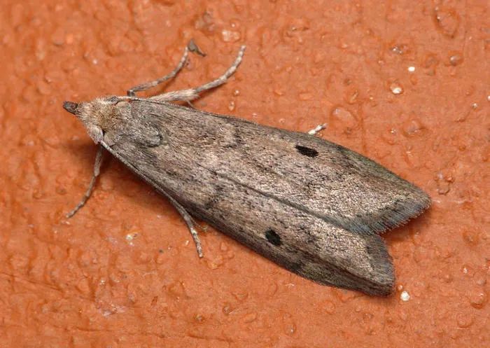 米蛾无毒,发现成虫建议人工扑杀,防止其产卵.