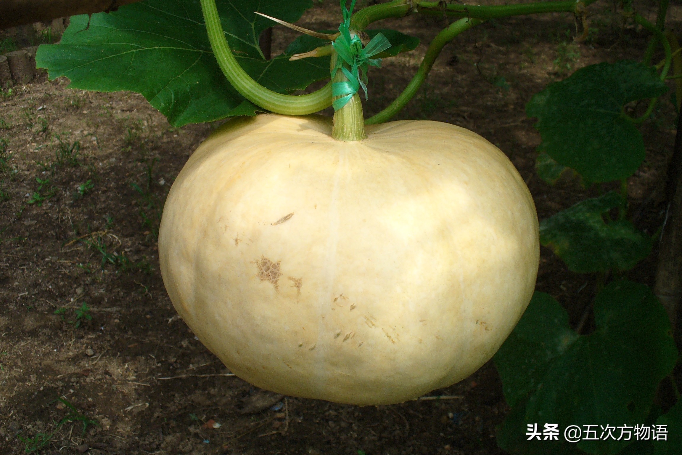 国内葫芦科蔬果全介绍