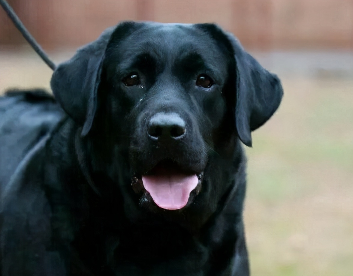 "黑色"的拉布拉多犬,为什么很多人想养?这几点是原因