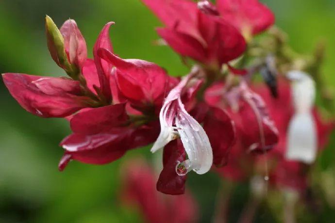 金苞花是什么花（这7种花命里带金都有好兆头）