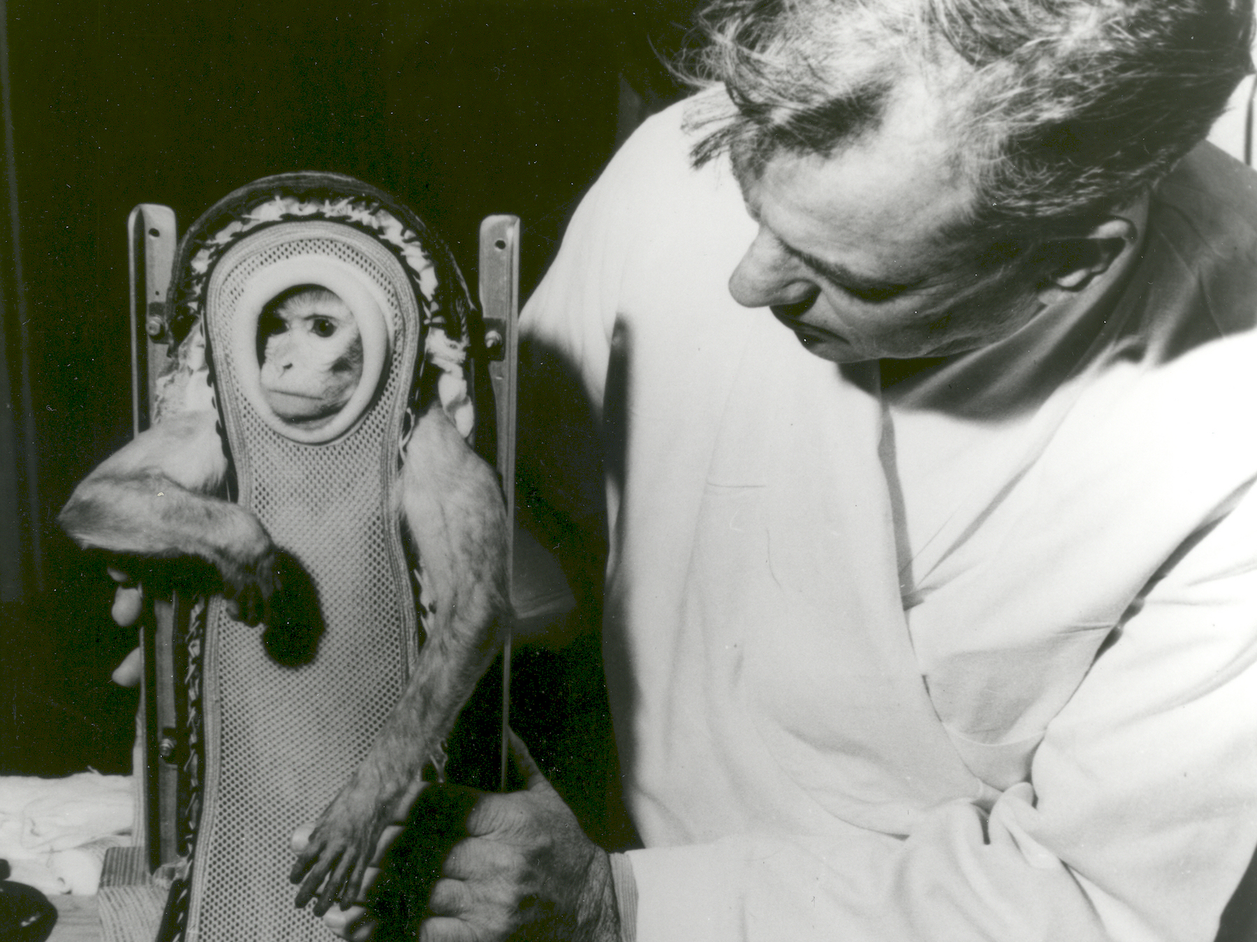 有多少只猴子上过太空?它们后来的命运如何?